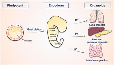 Frontiers | Liver Organoids: From Fabrication To Application In Liver ...